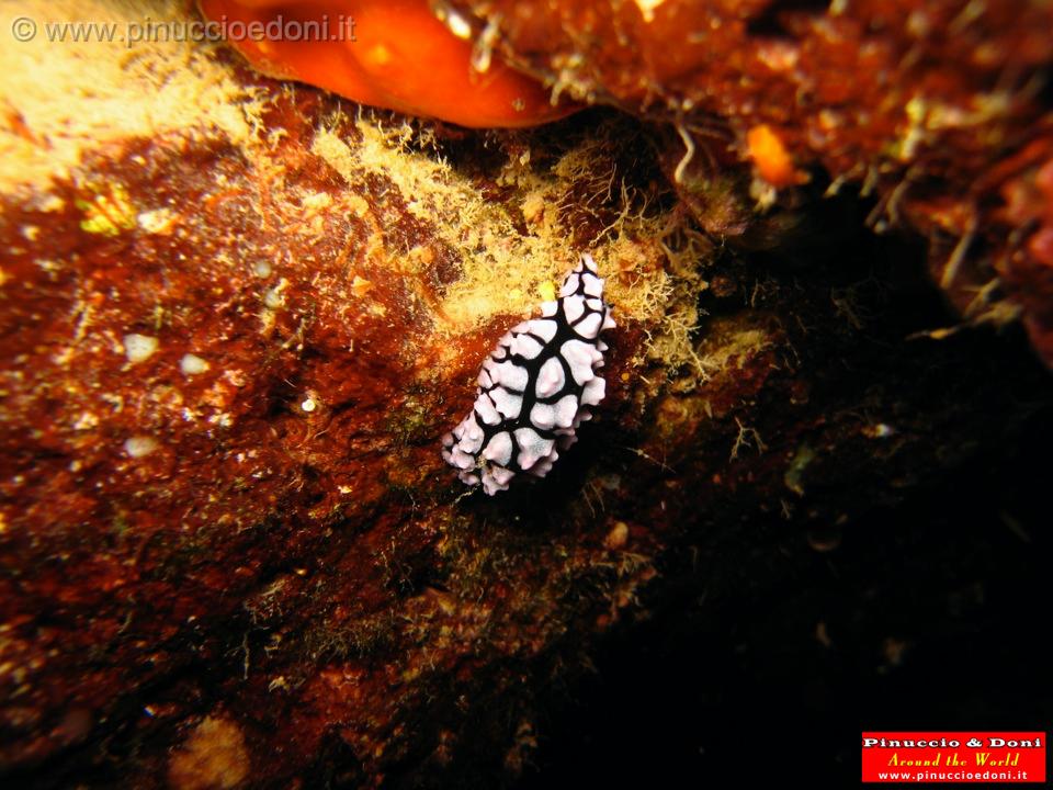 Djibouti - Diving a Djibouti - 28.jpg